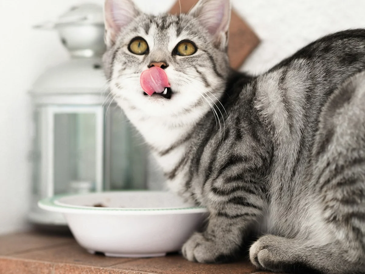 Chat : les clés pour une alimentation saine et adaptée